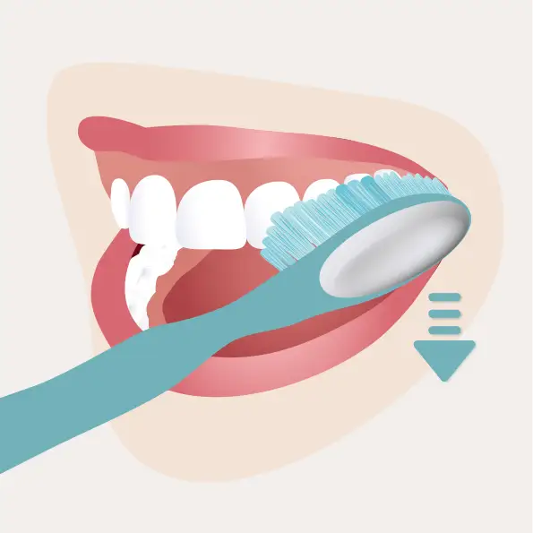 Zahnputztechnik: Zahnaußenflächen reinigen