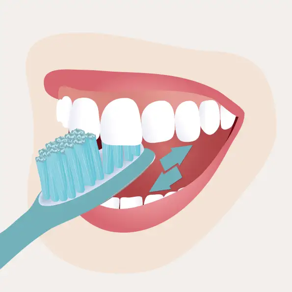 Zahnputztechnik: Zahninnenflächen reinigen